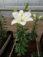 [5010 Annemarie s Dream No01.JPG]